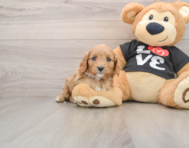 7 week old Cavapoo Puppy For Sale - Florida Fur Babies