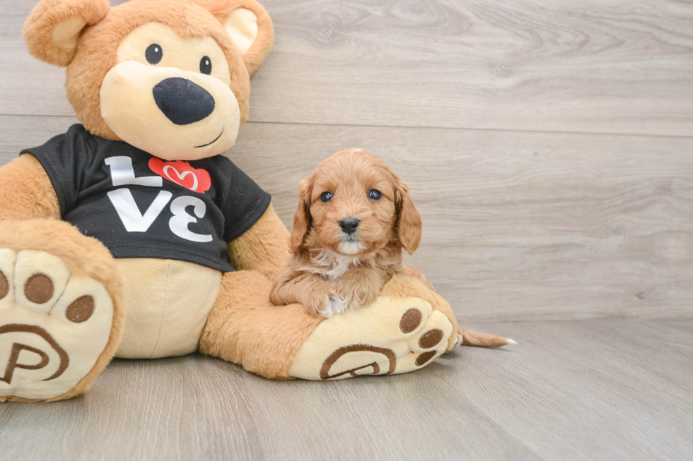 Playful Cavapoodle Poodle Mix Puppy