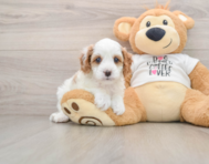 8 week old Cavapoo Puppy For Sale - Florida Fur Babies