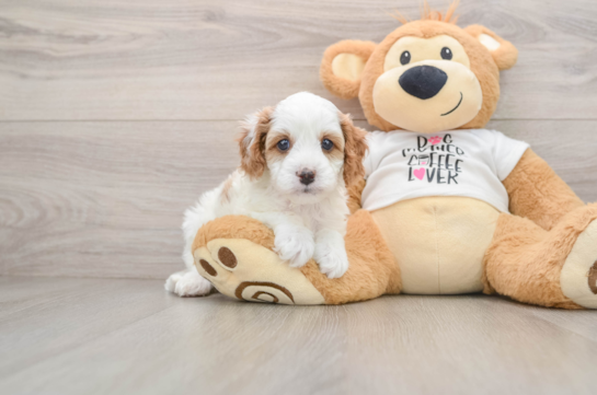 Petite Cavapoo Poodle Mix Pup