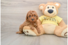 Cavapoo Puppy for Adoption