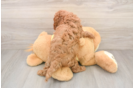 Best Cavapoo Baby