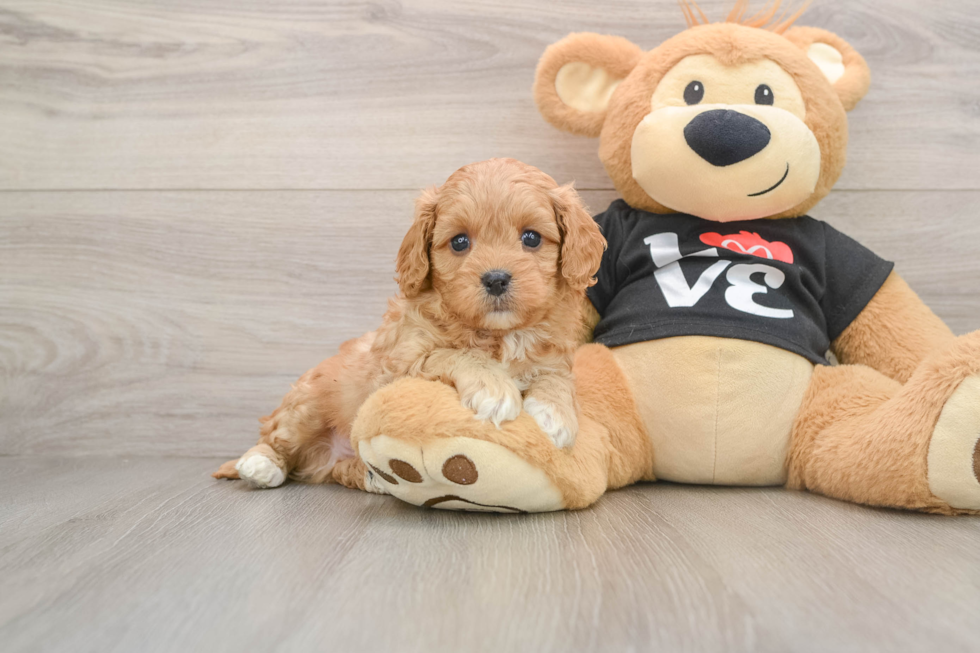 Hypoallergenic Cavadoodle Poodle Mix Puppy