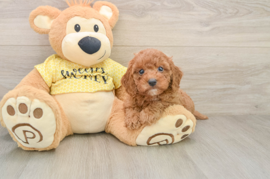 Cavapoo Pup Being Cute