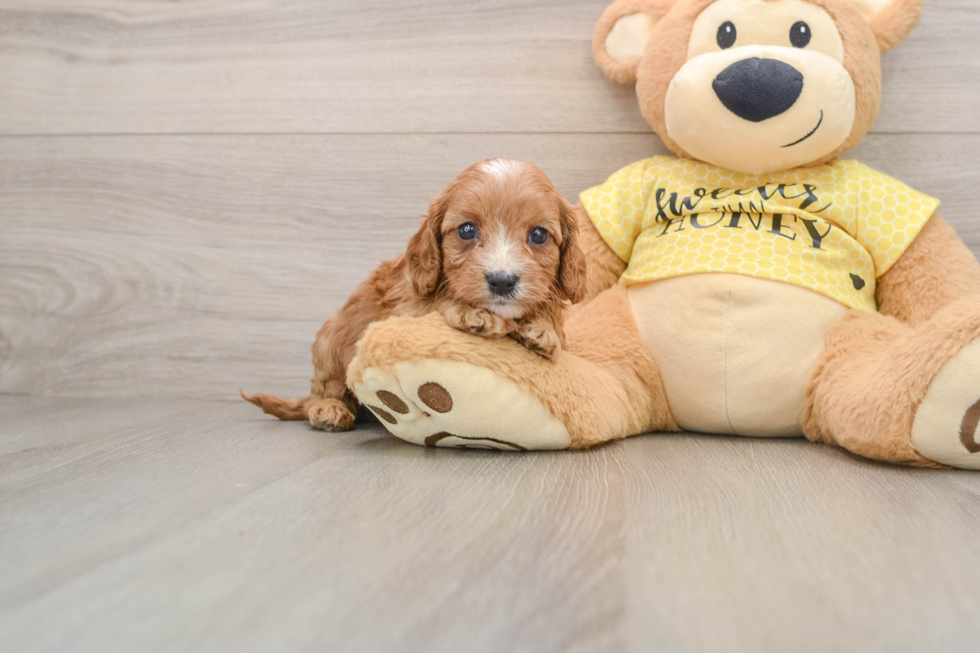 Cavapoo Puppy for Adoption