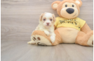 Fluffy Cavapoo Poodle Mix Pup