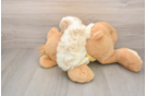 Hypoallergenic Cavadoodle Poodle Mix Puppy