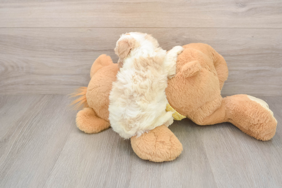 Hypoallergenic Cavadoodle Poodle Mix Puppy
