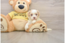 Petite Cavapoo Poodle Mix Pup
