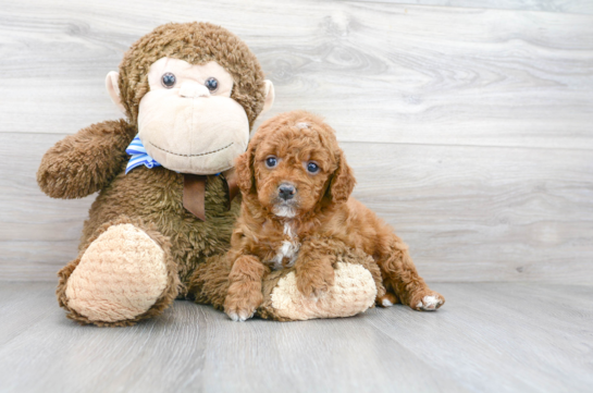 Cute Cavoodle Poodle Mix Puppy
