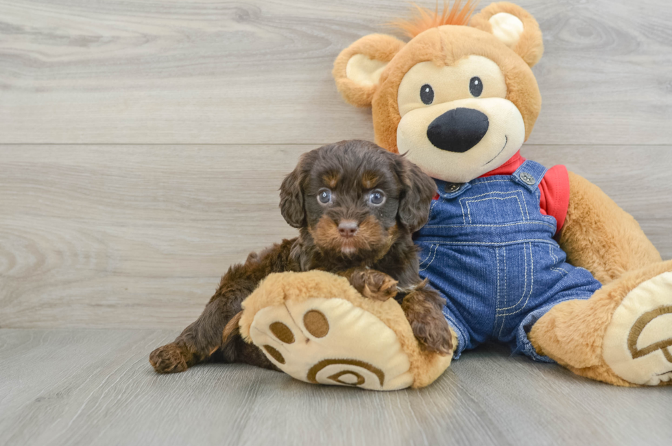 5 week old Cavapoo Puppy For Sale - Florida Fur Babies