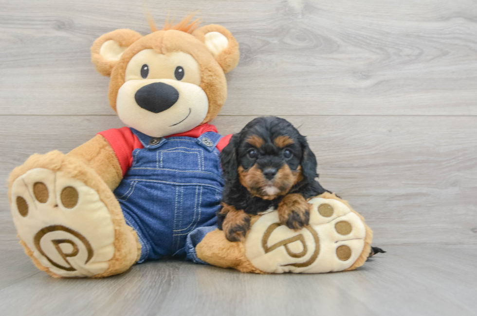 6 week old Cavapoo Puppy For Sale - Florida Fur Babies