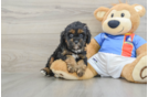 Funny Cavapoo Poodle Mix Pup