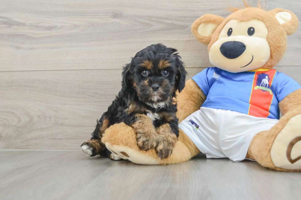Funny Cavapoo Poodle Mix Pup