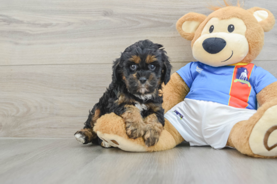 Funny Cavapoo Poodle Mix Pup