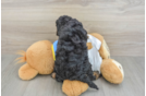 Cavapoo Puppy for Adoption