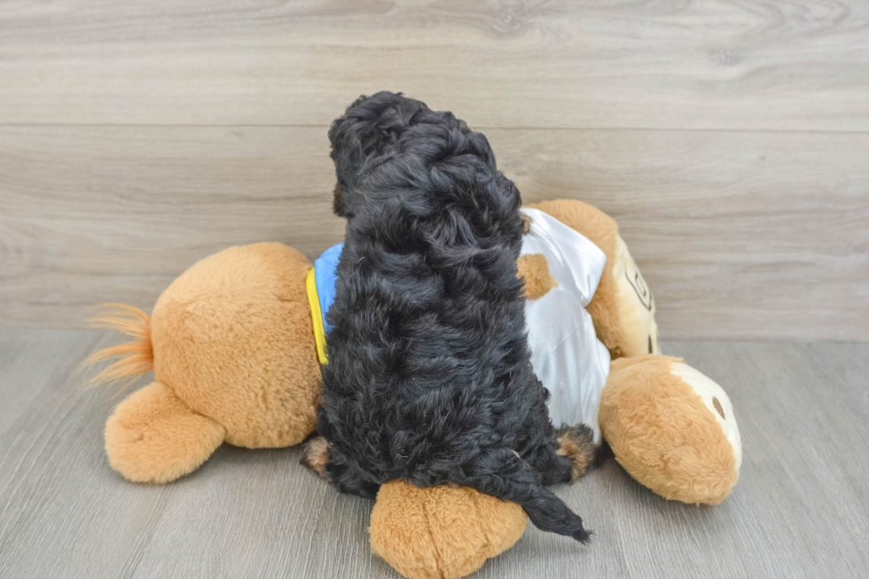 Cavapoo Puppy for Adoption