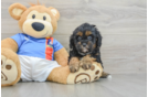 Cavapoo Pup Being Cute