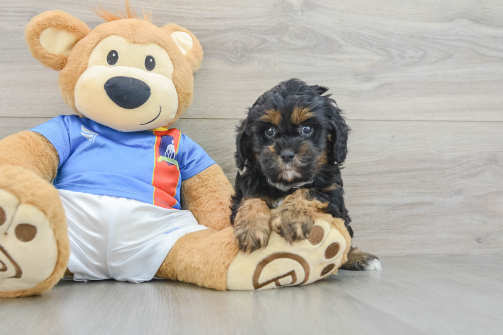 Cavapoo Pup Being Cute