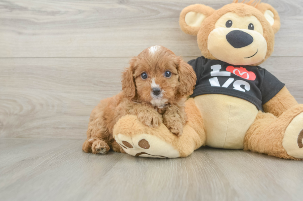 5 week old Cavapoo Puppy For Sale - Florida Fur Babies