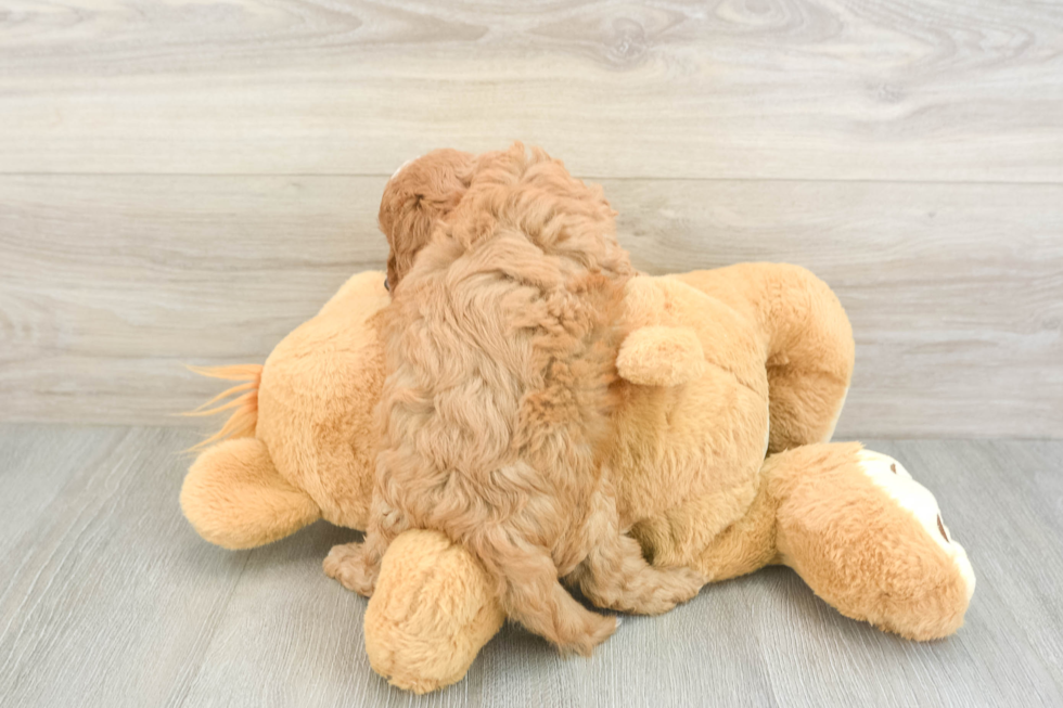 Small Cavapoo Baby