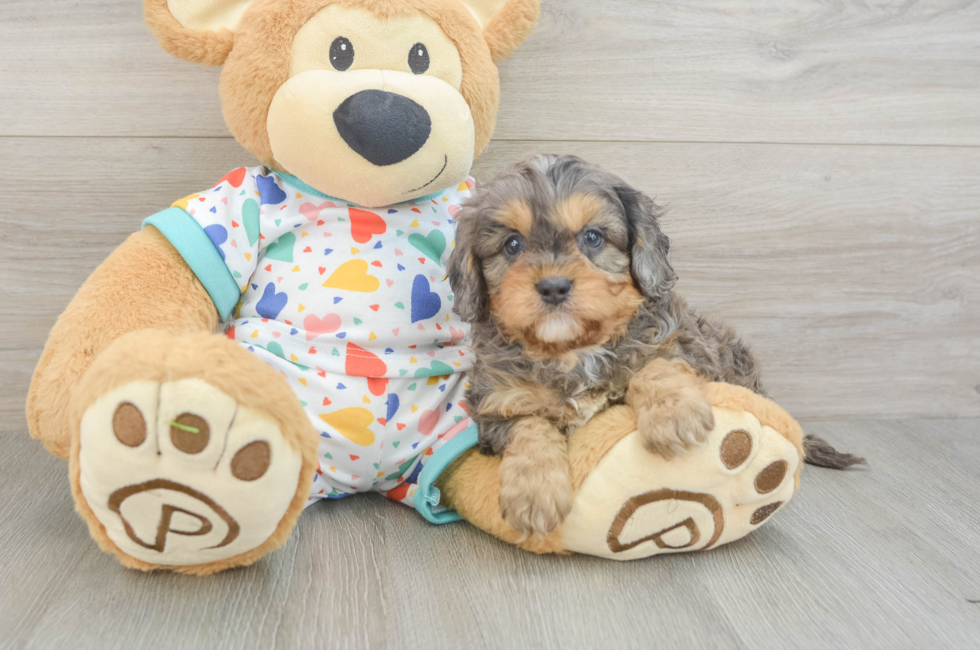 5 week old Cavapoo Puppy For Sale - Florida Fur Babies