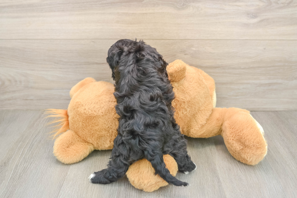 Energetic Cavoodle Poodle Mix Puppy