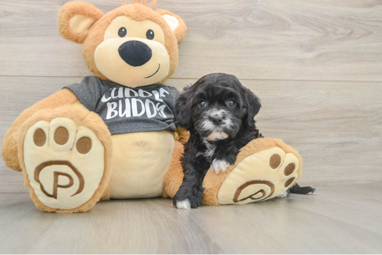 Sweet Cavapoo Baby