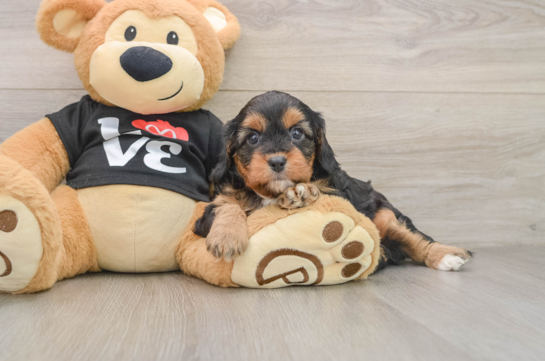 Adorable Cavalier King Charles Spaniel and Poodle Mix Poodle Mix Puppy