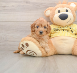 7 week old Cavapoo Puppy For Sale - Florida Fur Babies