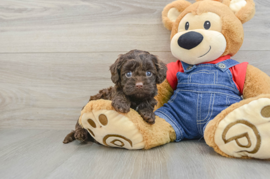 Cavapoo Pup Being Cute