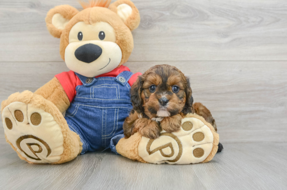 6 week old Cavapoo Puppy For Sale - Florida Fur Babies