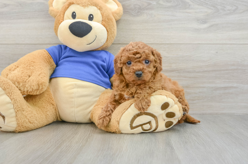7 week old Cavapoo Puppy For Sale - Florida Fur Babies