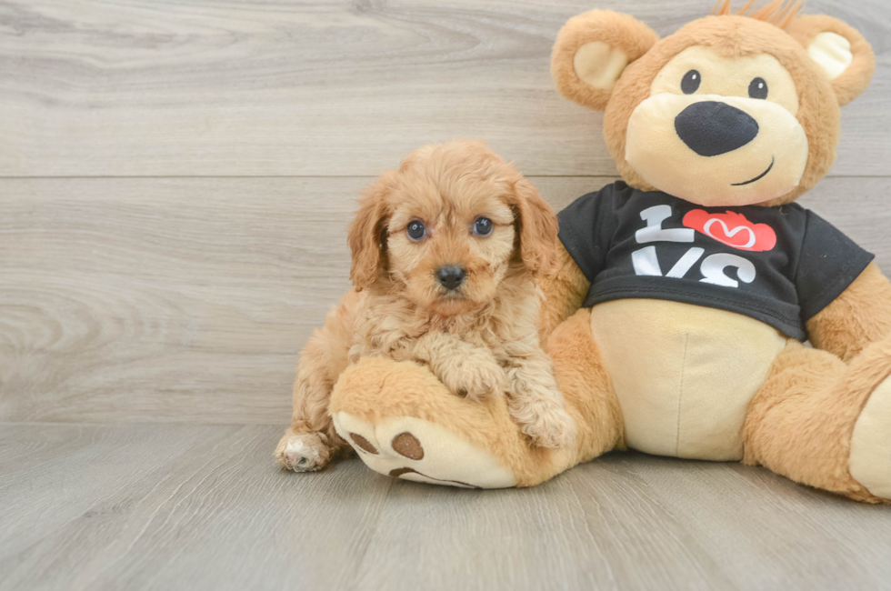 5 week old Cavapoo Puppy For Sale - Florida Fur Babies