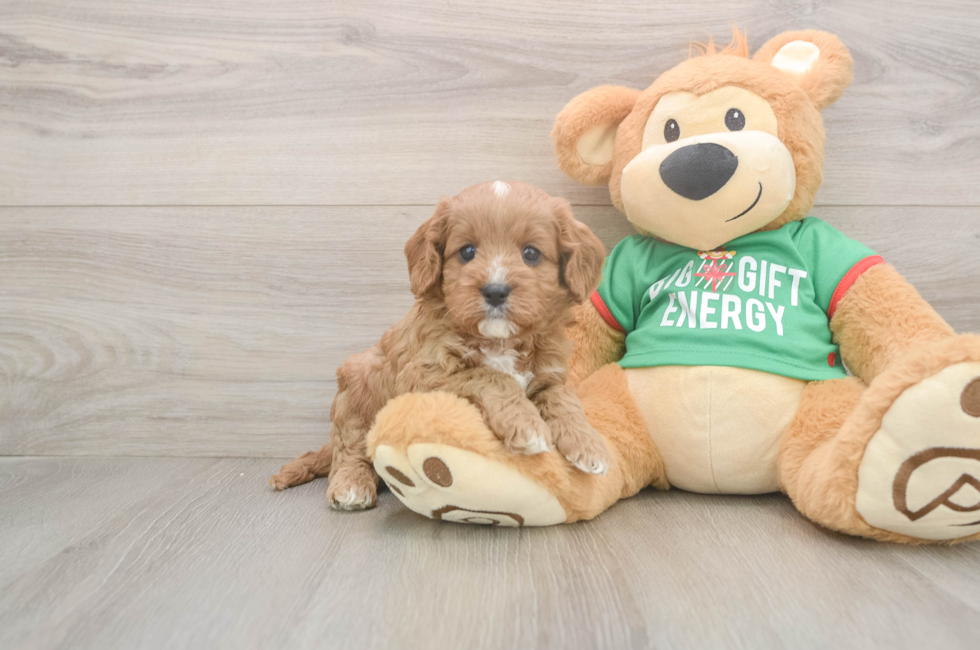 5 week old Cavapoo Puppy For Sale - Florida Fur Babies