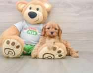 7 week old Cavapoo Puppy For Sale - Florida Fur Babies
