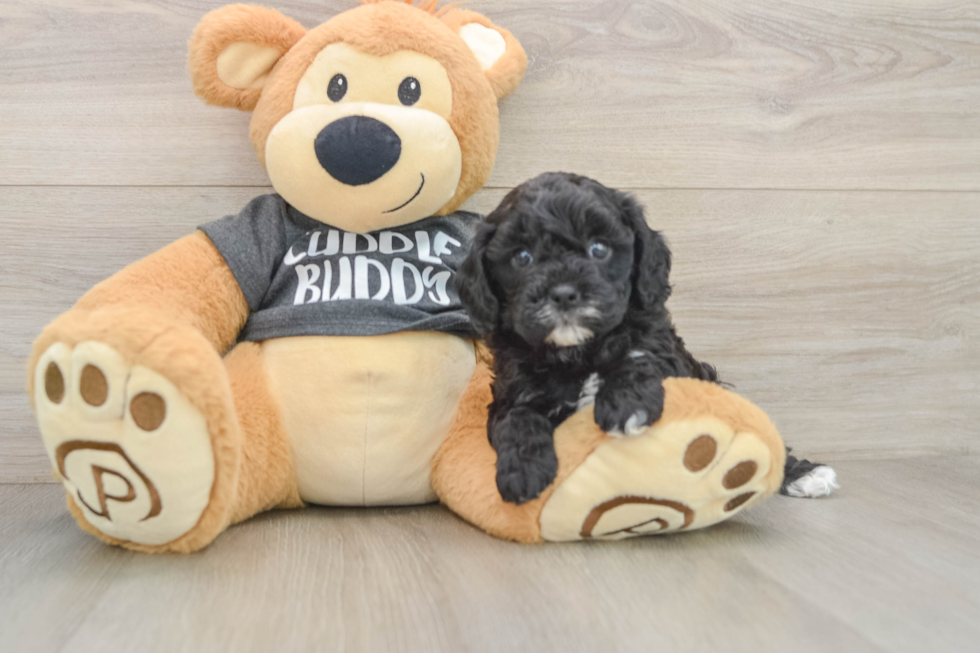 Cavapoo Puppy for Adoption