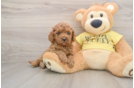 Cavapoo Pup Being Cute