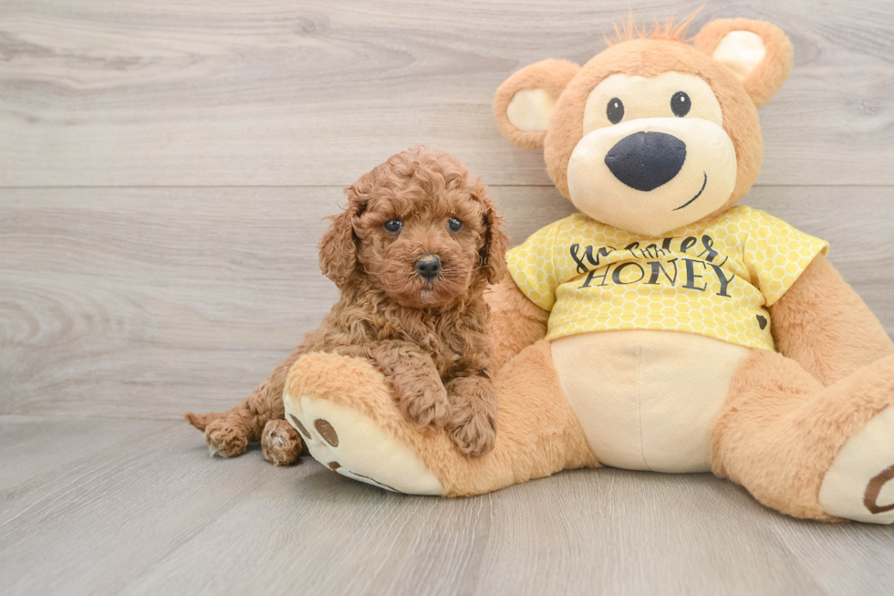Cavapoo Pup Being Cute