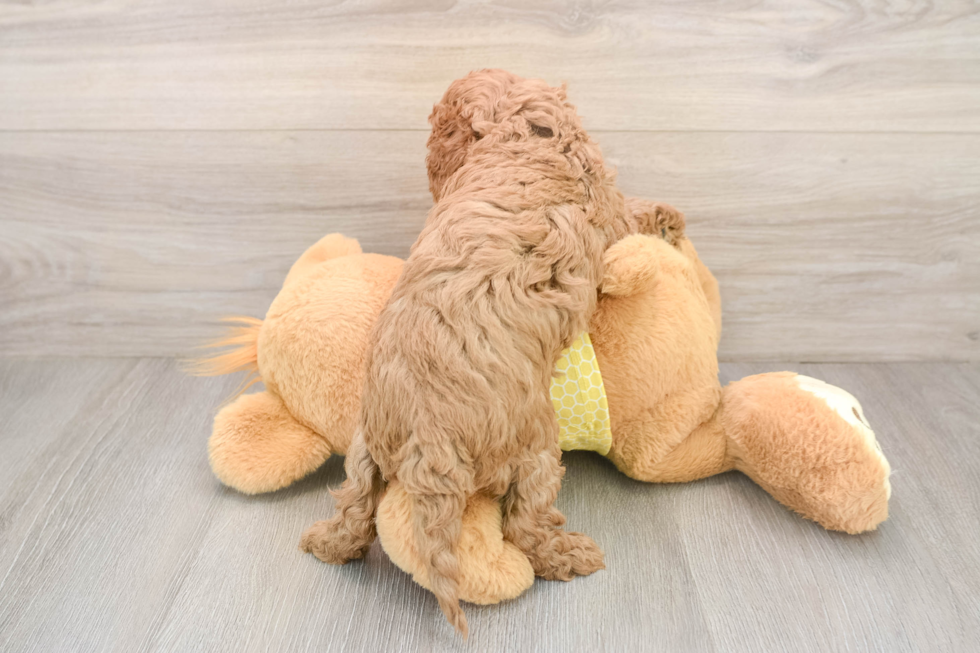 Cavapoo Puppy for Adoption