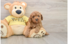 Petite Cavapoo Poodle Mix Pup