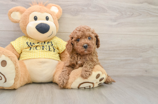 Petite Cavapoo Poodle Mix Pup