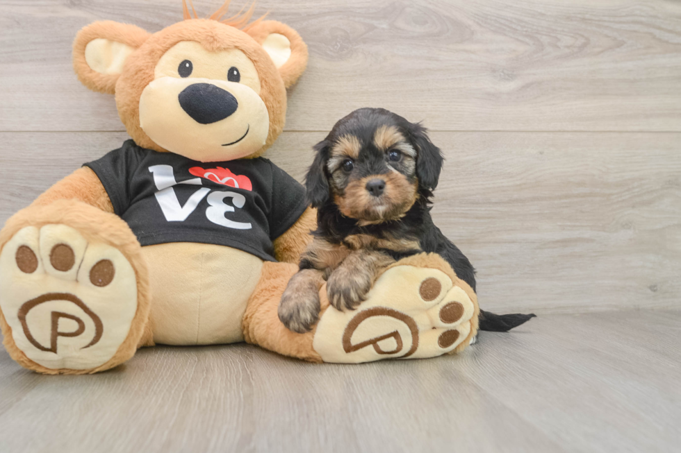 Friendly Cavapoo Baby