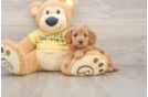Adorable Cavalier King Charles Spaniel and Poodle Mix Poodle Mix Puppy