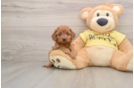 Sweet Cavapoo Baby