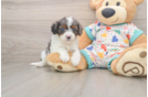 Cavapoo Puppy for Adoption