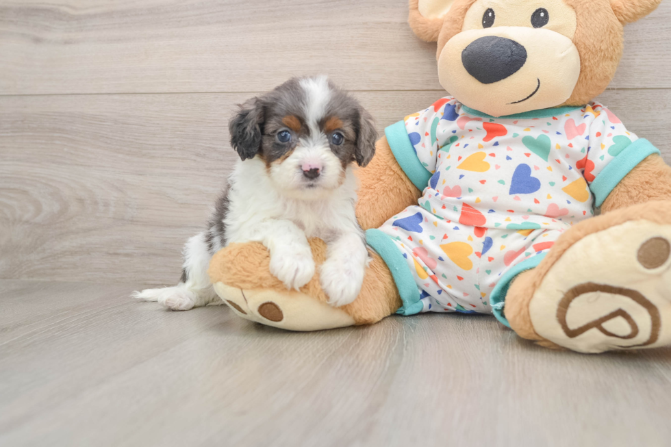 Cavapoo Puppy for Adoption