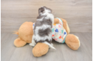 Best Cavapoo Baby