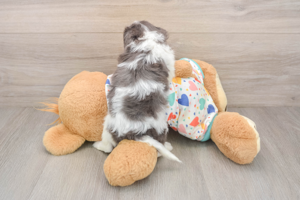 Best Cavapoo Baby