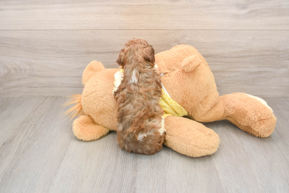 Best Cavapoo Baby
